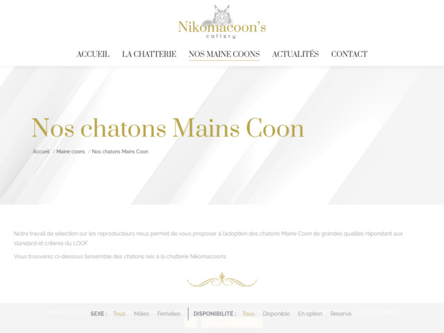 Chatons Maine Coon - Nikomacoon's Cattery