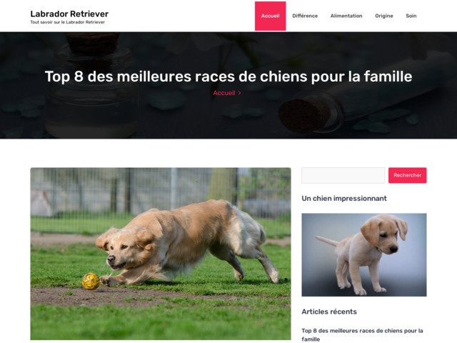 Labrador retriever | tout savoir : prix chien chiot elevage