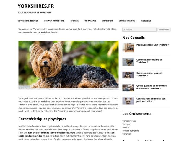 Tout savoir sur les yorkshires | terrier toy biewer nain chien