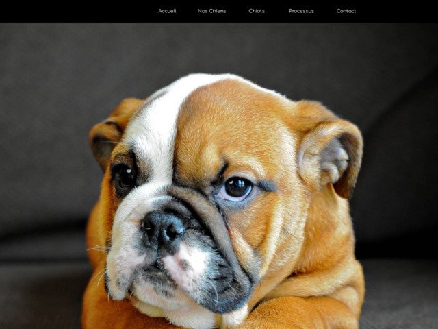 Le temple du bouledogue anglais