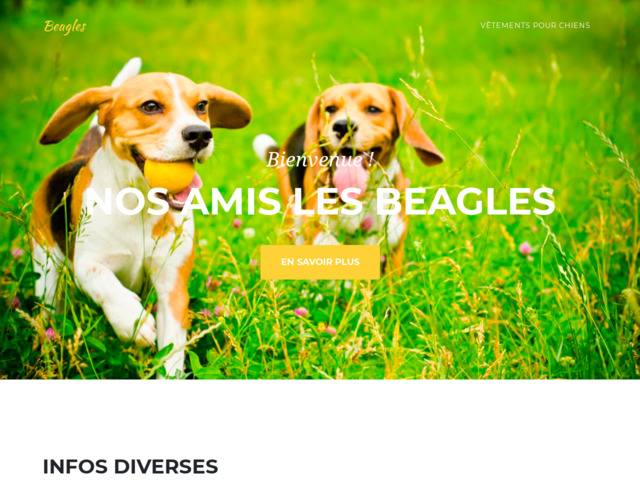 Tout sur les beagles