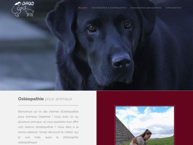 Ostéopathe pour animaux domestiques