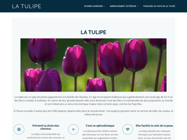 Infos sur les tulipes