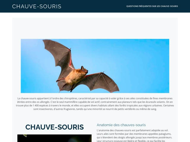 Infos sur la chauve-souris