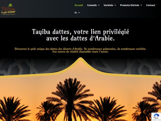 Tayiba dattes – dattes saoudiennes naturelles 